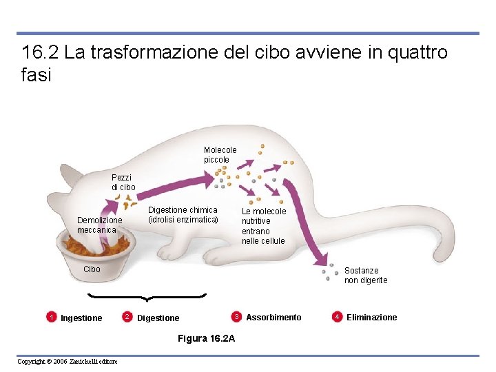 16. 2 La trasformazione del cibo avviene in quattro fasi Molecole piccole Pezzi di
