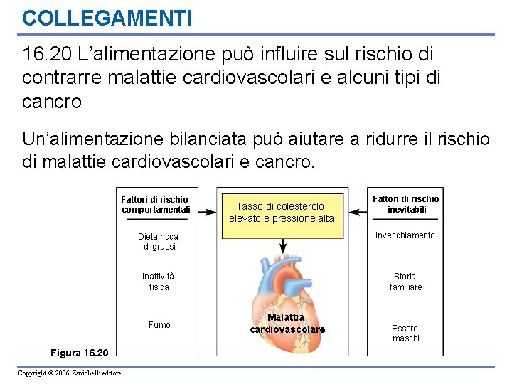 COLLEGAMENTI 16. 20 L’alimentazione può influire sul rischio di contrarre malattie cardiovascolari e alcuni