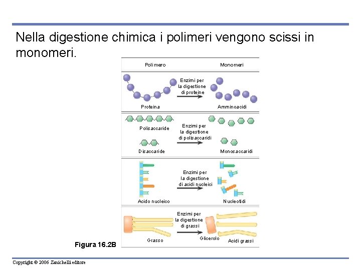 Nella digestione chimica i polimeri vengono scissi in monomeri. Polimero Monomeri Enzimi per la