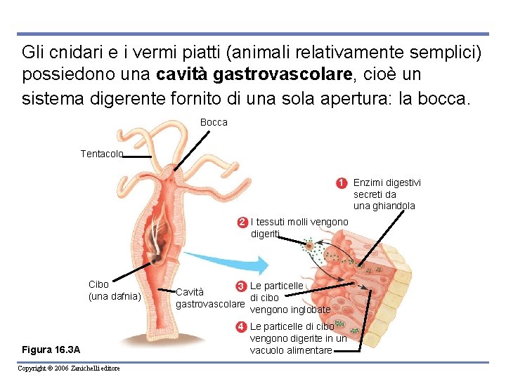 Gli cnidari e i vermi piatti (animali relativamente semplici) possiedono una cavità gastrovascolare, cioè
