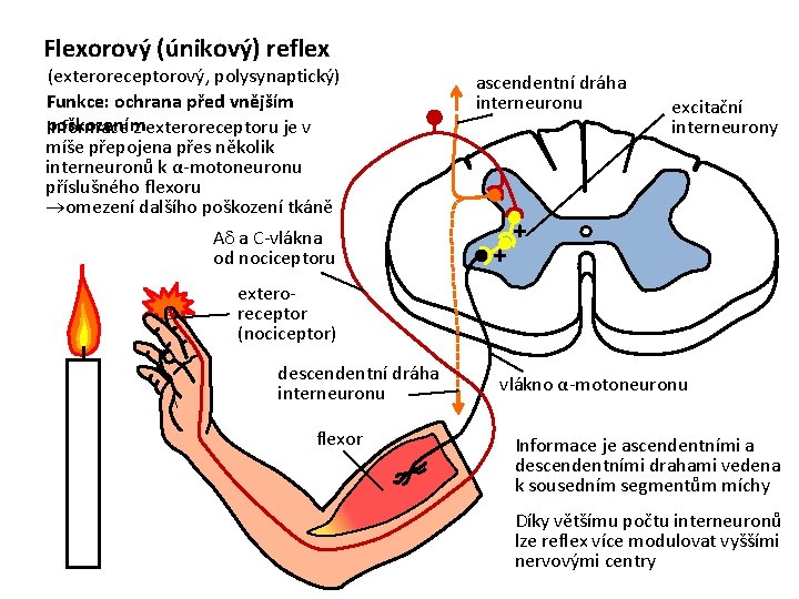 Flexorový (únikový) reflex (exteroreceptorový, polysynaptický) Funkce: ochrana před vnějším poškozením Informace z exteroreceptoru je