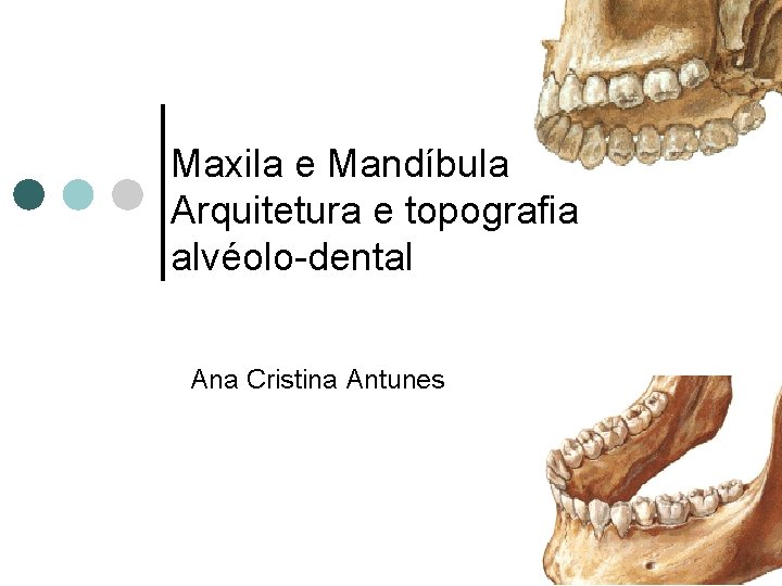 Maxila e Mandíbula Arquitetura e topografia alvéolo-dental Ana Cristina Antunes 