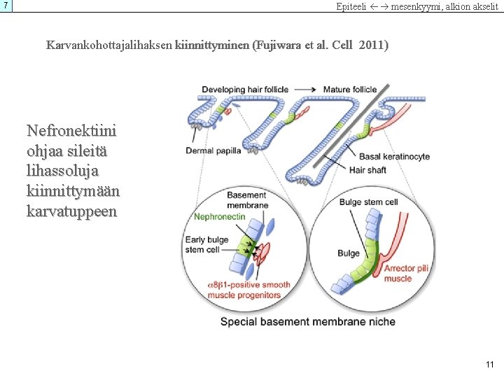 7 Epiteeli mesenkyymi, alkion akselit Karvankohottajalihaksen kiinnittyminen (Fujiwara et al. Cell 2011) Nefronektiini ohjaa