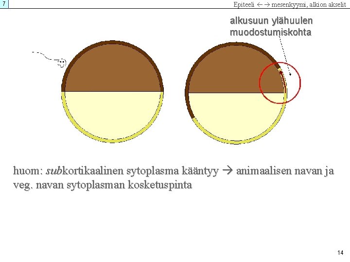 7 Epiteeli mesenkyymi, alkion akselit alkusuun ylähuulen muodostumiskohta huom: subkortikaalinen sytoplasma kääntyy animaalisen navan