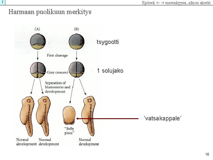 7 Epiteeli mesenkyymi, alkion akselit Harmaan puolikuun merkitys tsygootti 1 solujako ’vatsakappale’ 16 