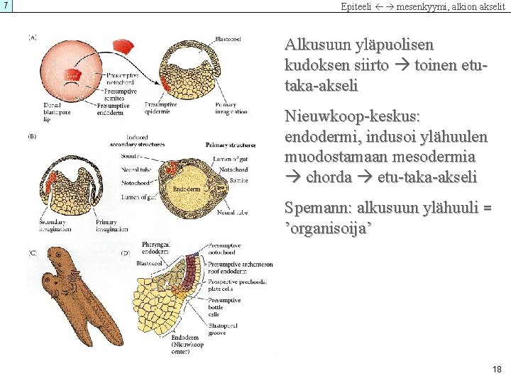 7 Epiteeli mesenkyymi, alkion akselit Alkusuun yläpuolisen kudoksen siirto toinen etutaka-akseli Nieuwkoop-keskus: endodermi, indusoi