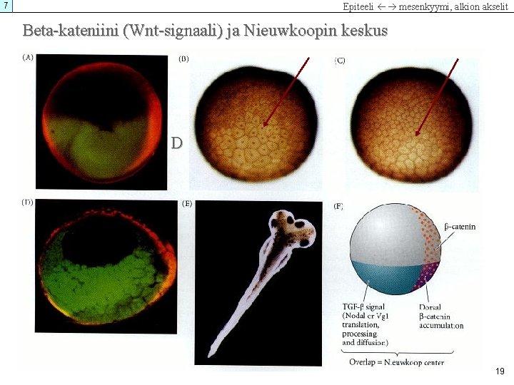 7 Epiteeli mesenkyymi, alkion akselit Beta-kateniini (Wnt-signaali) ja Nieuwkoopin keskus D 19 