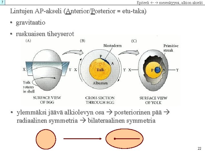 7 Epiteeli mesenkyymi, alkion akselit Lintujen AP-akseli (Anterior/Posterior = etu-taka) • gravitaatio • ruskuaisen