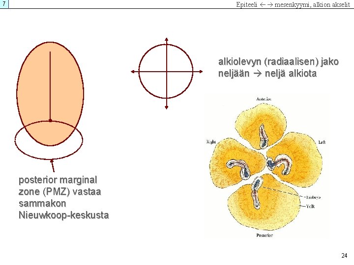 7 Epiteeli mesenkyymi, alkion akselit alkiolevyn (radiaalisen) jako neljään neljä alkiota posterior marginal zone