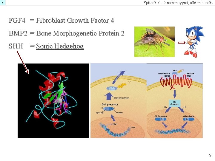 7 Epiteeli mesenkyymi, alkion akselit FGF 4 = Fibroblast Growth Factor 4 BMP 2