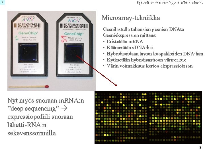7 Epiteeli mesenkyymi, alkion akselit Microarray-tekniikka Geenilastulla tuhansien geenien DNAta Geeniekspression mittaus: • Eristetään