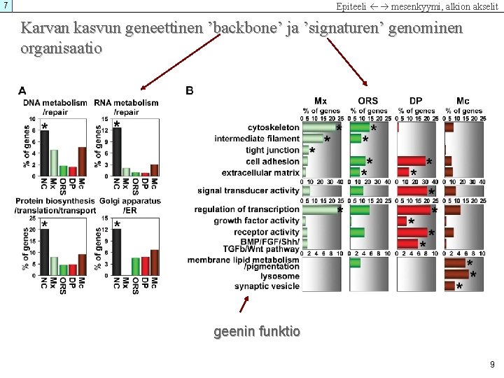 7 Epiteeli mesenkyymi, alkion akselit Karvan kasvun geneettinen ’backbone’ ja ’signaturen’ genominen organisaatio geenin