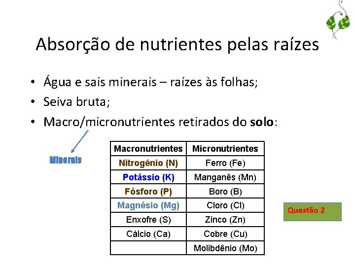 Absorção de nutrientes pelas raízes • Água e sais minerais – raízes às folhas;