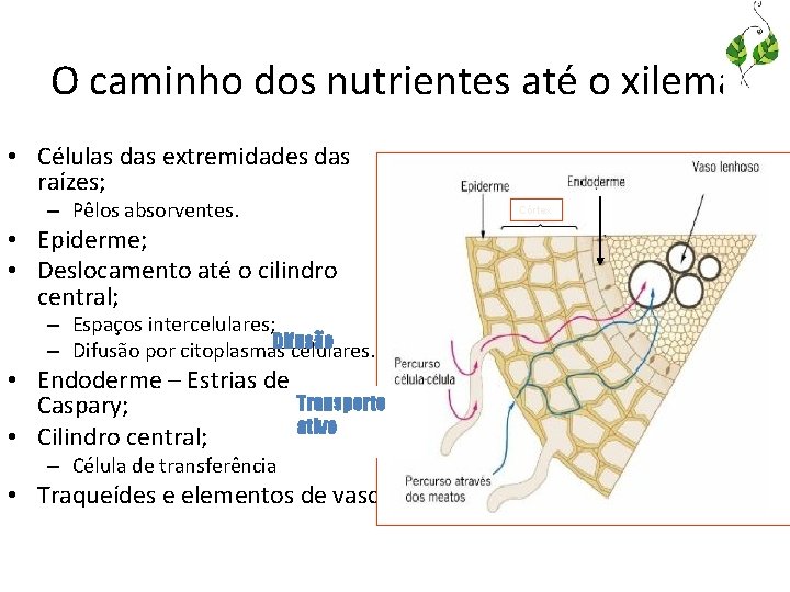 O caminho dos nutrientes até o xilema • Células das extremidades das raízes; –