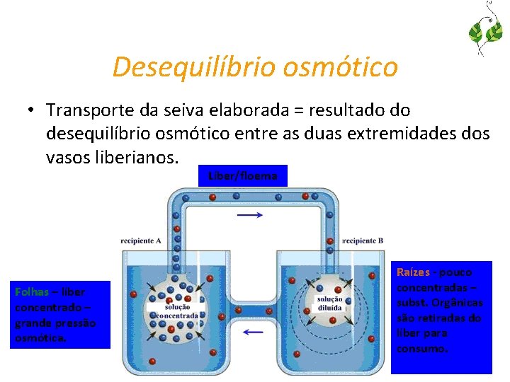 Desequilíbrio osmótico • Transporte da seiva elaborada = resultado do desequilíbrio osmótico entre as