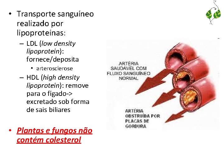  • Transporte sanguíneo realizado por lipoproteinas: – LDL (low density lipoprotein): fornece/deposita •