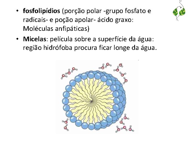  • fosfolipídios (porção polar -grupo fosfato e radicais- e poção apolar- ácido graxo: