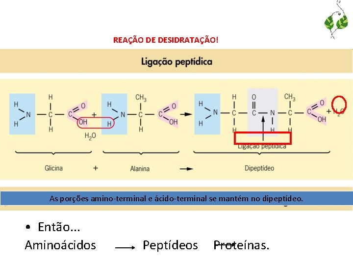 REAÇÃO DE DESIDRATAÇÃO! As porções amino-terminal e ácido-terminal se mantém no dipeptídeo. • Então.