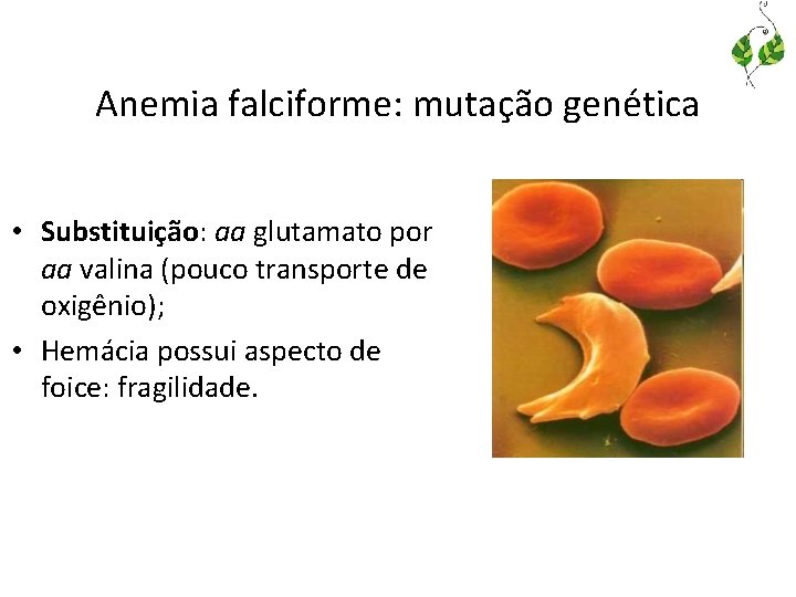 Anemia falciforme: mutação genética • Substituição: aa glutamato por aa valina (pouco transporte de