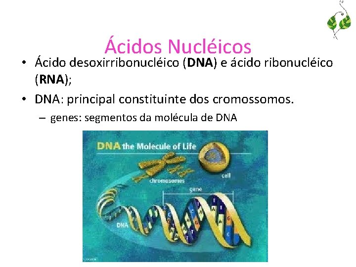 Ácidos Nucléicos • Ácido desoxirribonucléico (DNA) e ácido ribonucléico (RNA); • DNA: principal constituinte