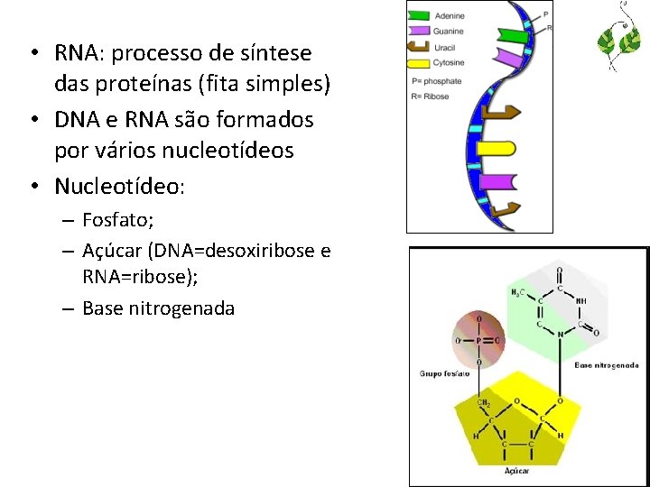  • RNA: processo de síntese das proteínas (fita simples) • DNA e RNA