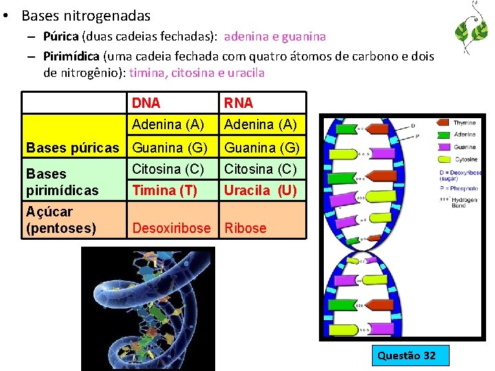  • Bases nitrogenadas – Púrica (duas cadeias fechadas): adenina e guanina – Pirimídica