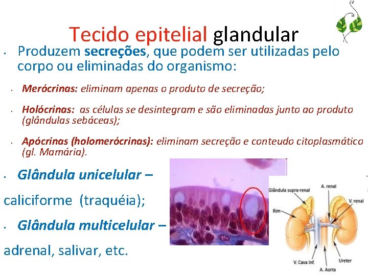 Tecido epitelial glandular Produzem secreções, que podem ser utilizadas pelo corpo ou eliminadas do