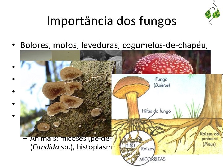 Importância dos fungos • Bolores, mofos, leveduras, cogumelos-de-chapéu, orelhas-de-pau. . . • Decompositores -