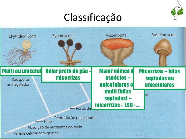Classificação Multi ou unicelulares Bolor preto do pão micorrizas Maior númeo de Micorrizas –