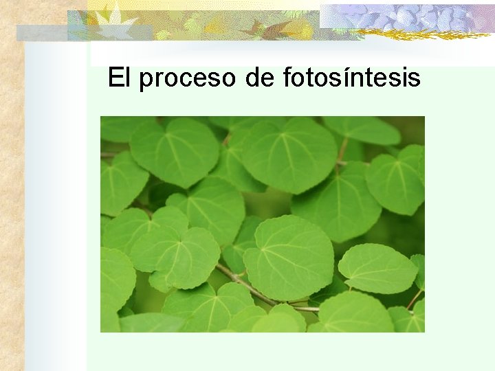 El proceso de fotosíntesis 