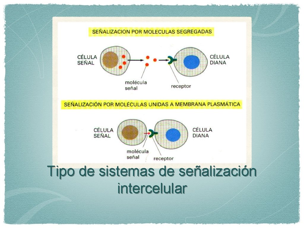 Tipo de sistemas de señalización intercelular 