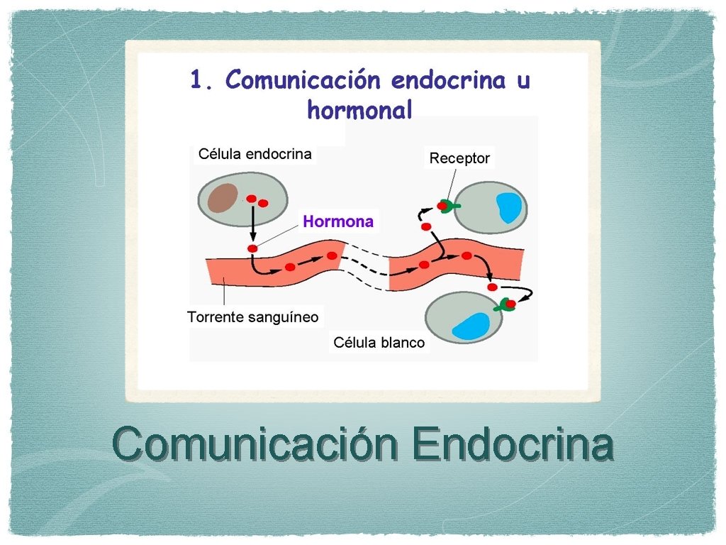 Comunicación Endocrina 