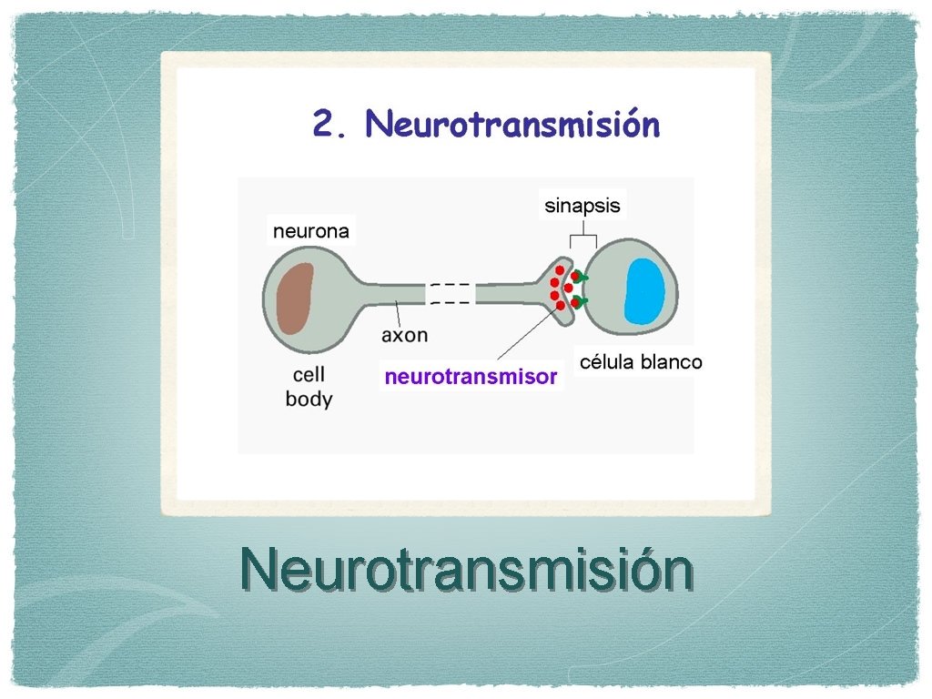 Neurotransmisión 