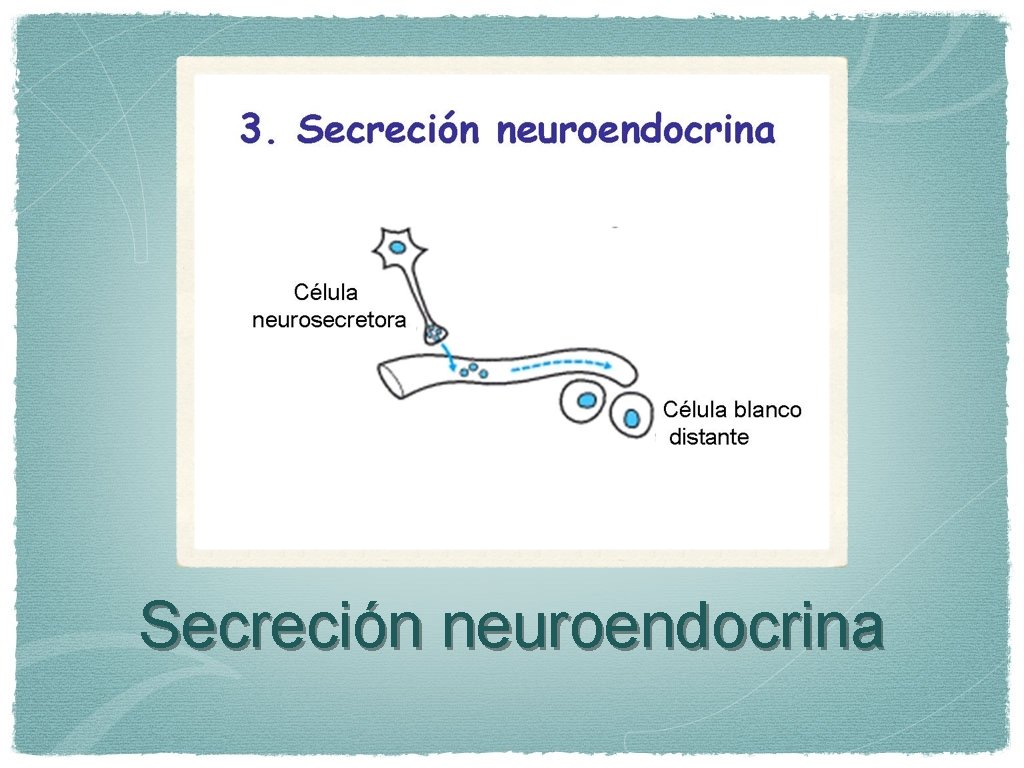 Secreción neuroendocrina 