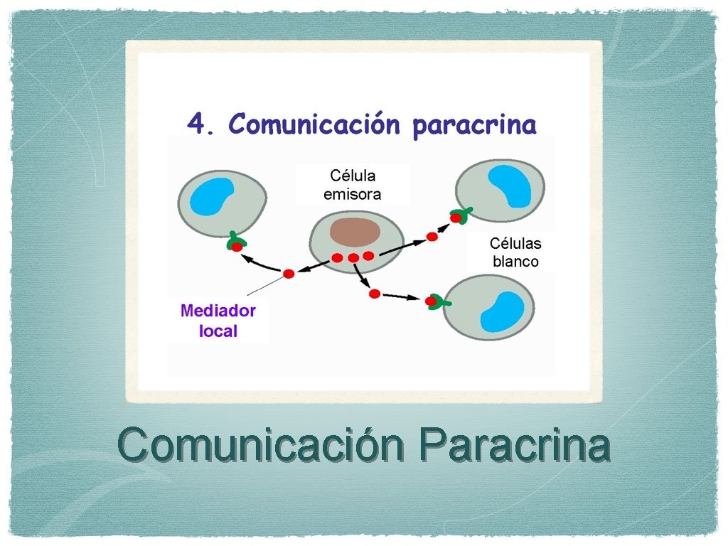 Comunicación Paracrina 