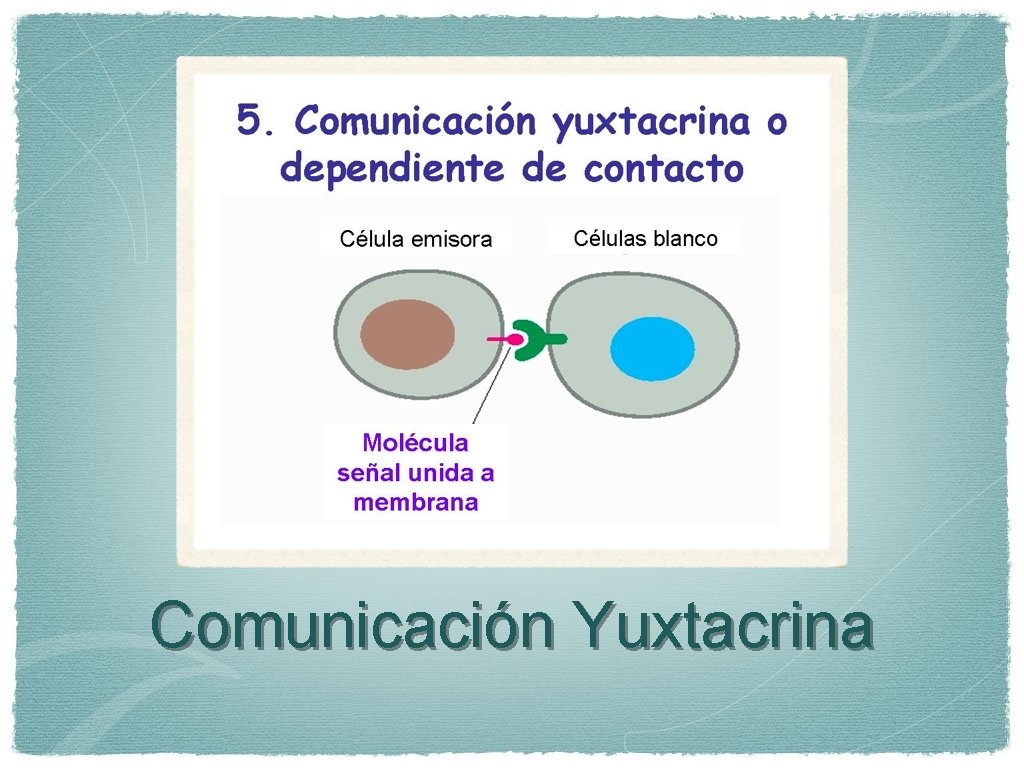 Comunicación Yuxtacrina 