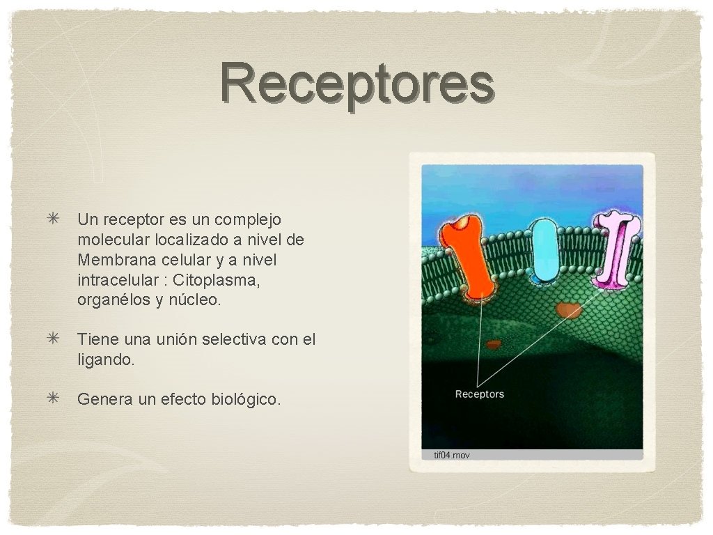 Receptores Un receptor es un complejo molecular localizado a nivel de Membrana celular y
