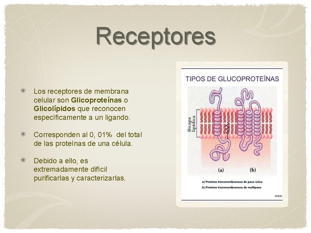 Receptores Los receptores de membrana celular son Glicoproteínas o Glicolípidos que reconocen específicamente a