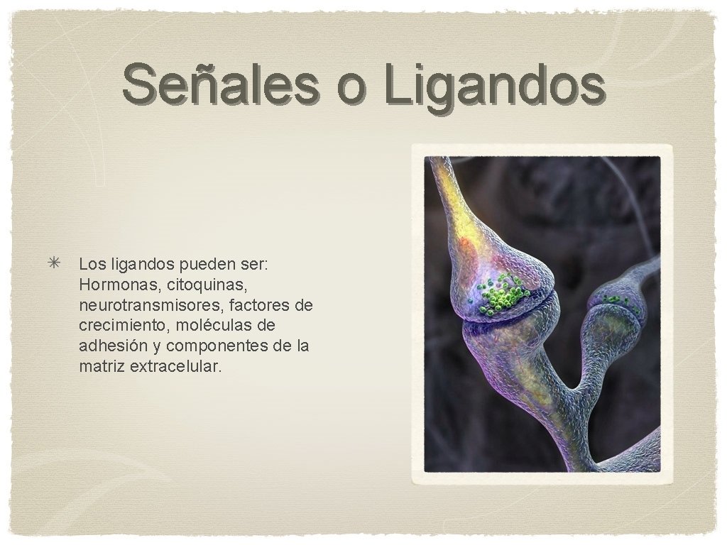 Señales o Ligandos Los ligandos pueden ser: Hormonas, citoquinas, neurotransmisores, factores de crecimiento, moléculas