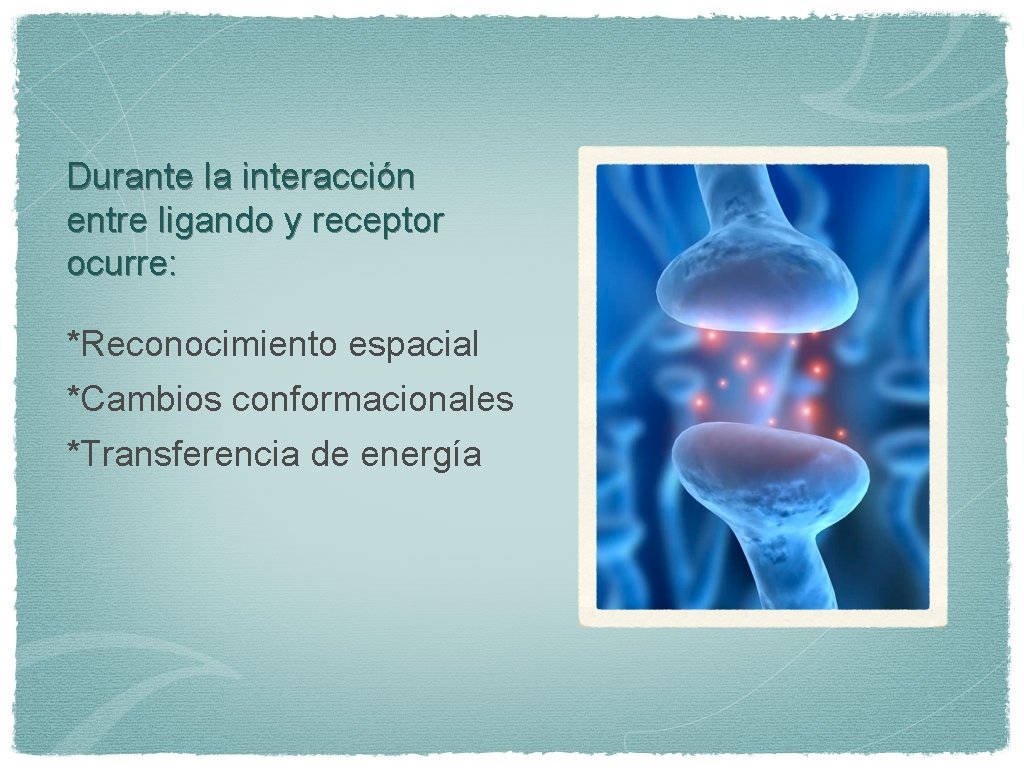 Durante la interacción entre ligando y receptor ocurre: *Reconocimiento espacial *Cambios conformacionales *Transferencia de
