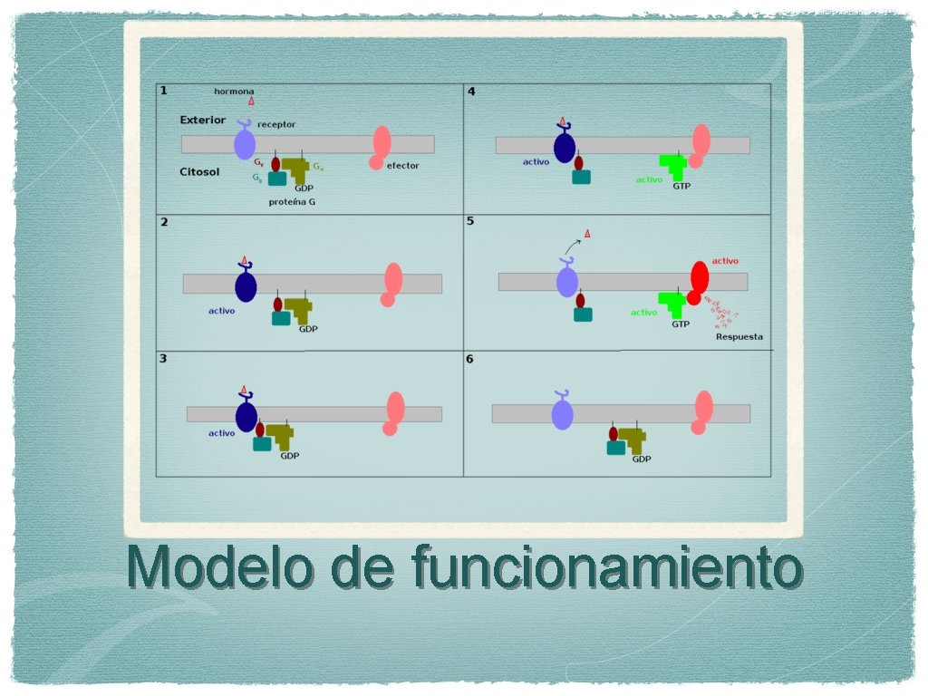 Modelo de funcionamiento 