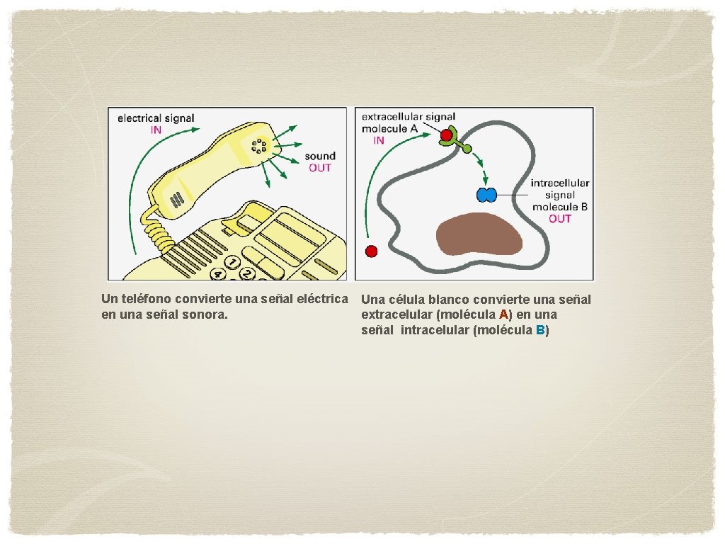 Un teléfono convierte una señal eléctrica Una célula blanco convierte una señal en una