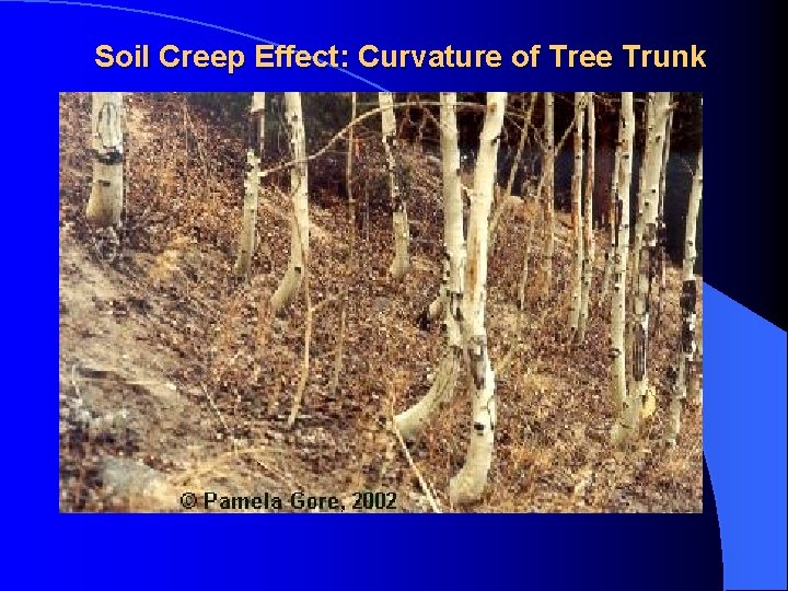 Soil Creep Effect: Curvature of Tree Trunk 