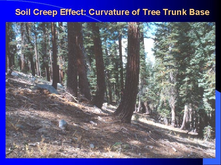 Soil Creep Effect: Curvature of Tree Trunk Base 