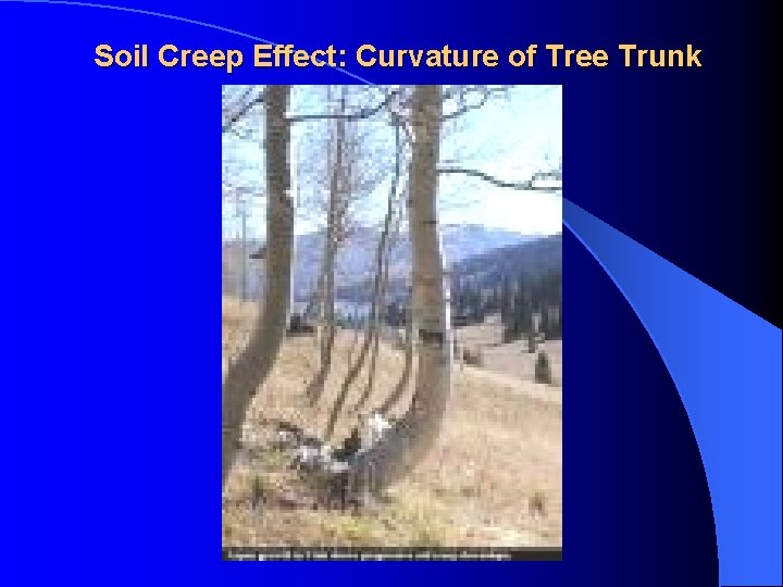 Soil Creep Effect: Curvature of Tree Trunk 