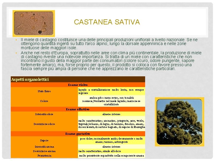 CASTANEA SATIVA • Il miele di castagno costituisce una delle principali produzioni uniflorali a
