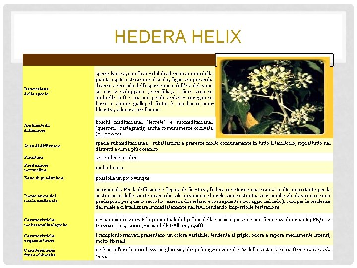 HEDERA HELIX Descrizione della specie lianosa, con fusti volubili aderenti ai rami della pianta