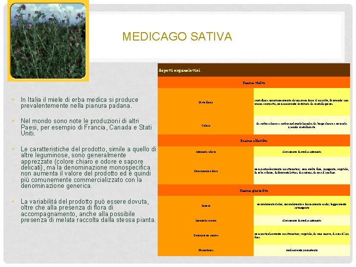 MEDICAGO SATIVA Aspetti organolettici Esame visivo • In Italia il miele di erba medica