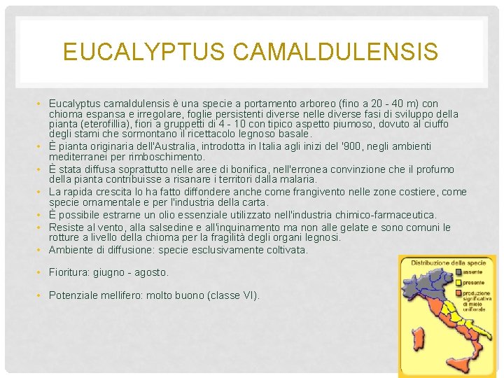 EUCALYPTUS CAMALDULENSIS • Eucalyptus camaldulensis è una specie a portamento arboreo (fino a 20