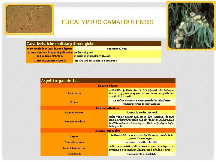 EUCALYPTUS CAMALDULENSIS Caratteristiche melissopalinologiche Percentuale di polline di Eucalyptus superiore al 90% Numero assoluto